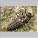 Marienkaeferlarve - Adalia bipunctata 01b.jpg